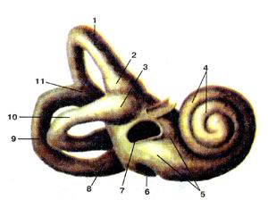  
  Рис. 391. Костный лабиринт (labyrinthus osseus) внутреннего уха;
  правый. Вид сбоку и спереди.
  1-передний полукружный канал; 2-передняя костная ампула; 3-латеральная костная 
  ампула; 4-улитка; 5-преддверие; 6-окно улитки (круглое окно); 7-окно преддверия 
  (овальное окно); 8-задняя костная ампула; 9-задний полукружный канал; 10-лате-ральный 
  полукружный канал; 11-общая костная ножка.
  Fig. 391. Костный лабиринт внутреннего уха; правый.
  Вид сбоку и спереди.
  1-canalis semicercularis anterior; 2-ampulla ossea anterior; 3-ampulla ossea 
  lateralis; 4-cochlea; 5-vestibulum; 6-fenestra cochleae (fenestra rotundum); 
  7-fenestra vestibuli (fenestra ovale); 8-ampulla ossea posterior; 9-canalis 
  semicircularis posterior; 10-canalis semicircularis lateralis; 11-crus commune.
  Fig. 391. Right bony labyrinth of internal ear. Lateral and ameriot aspect. 
  1-anterior semicircular canal; 2-anterior bony ampulla; 3-lateral bony ampulla; 
  4-cochlea; 5-vestibule; 6-round window; 7-oval window; X-posteriorbonyampula; 
  9-posterior semicircular canal; 10-lateral semicircular canal; 11-common bony 
  limb.